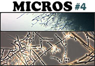 Micros #4